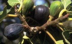 LSU Purple Fig Tree - 1 Gallon Pot -Garden Supplies Sales 2024 10072 lsu purple fig 1