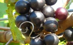 Lane Muscadine Grape Vine (Self Fertile) - 1 Gallon Pot -Garden Supplies Sales 2024 10133 lane muscadine