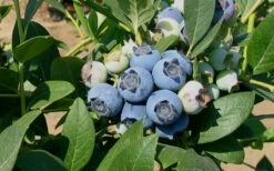 Biloxi Southern Highbush Blueberry - 1 Gallon Pot -Garden Supplies Sales 2024 10151 biloxi blueberry