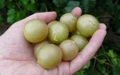 Summit Muscadine - 1 Gallon Pot -Garden Supplies Sales 2024 10470 summit muscadine