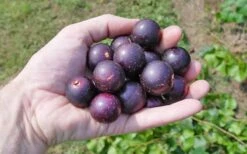 Nesbitt Muscadine Grape Vine - 1 Gallon Pot -Garden Supplies Sales 2024 10547 nesbitt muscadine