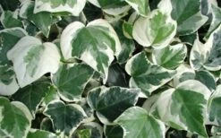 Variegated Algerian Ivy (Hedera Algeriensis 'Gloire De Marengo') - 6 Pack Of Pint Pots -Garden Supplies Sales 2024 3554 ravensholst ivy