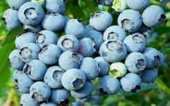 Powderblue Rabbiteye Blueberry - 1 Gallon Pot -Garden Supplies Sales 2024 3591 powder blue blueberry 2
