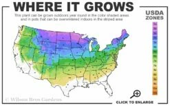 Bloomerang Dwarf Pink Lilac - 3 Gallon Pot -Garden Supplies Sales 2024 3a 8a 4