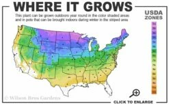 Wild Black Cherry Tree - 3 Gallon Pot -Garden Supplies Sales 2024 3a 8b 24