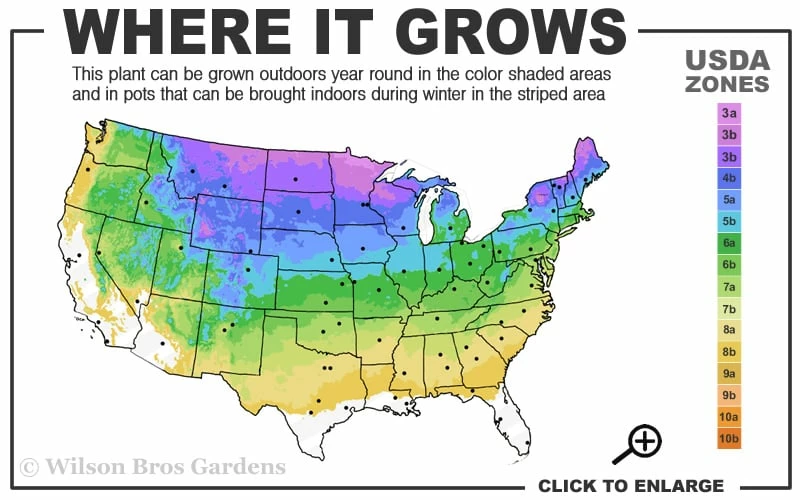 Mariken Dwarf Ginkgo Single Trunk Topiary Tree - 2 Gallon Pot Mariken Dwarf Ginkgo Single Trunk Topiary Tree - 2 Gallon Pot -Garden Supplies Sales 2024 3a 8b 29