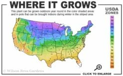 Bronze Beauty Ajuga (Bugleweed) - 5 Pack Of 4" Pint Pots -Garden Supplies Sales 2024 3a 9b 13