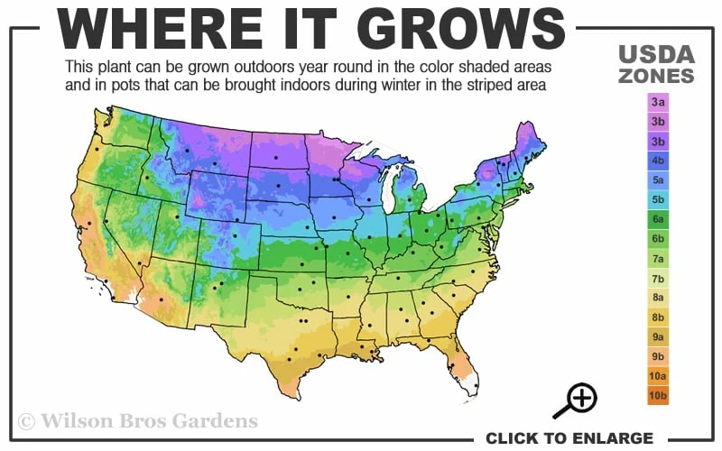 Limeglow Golden Andorra Compact Juniper - 3 Gallon Pot Limeglow Golden Andorra Compact Juniper - 3 Gallon Pot -Garden Supplies Sales 2024 3a 9b 18