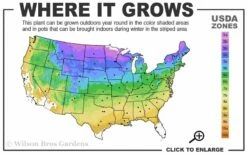 Grancy Graybeard - White Fringe Tree - 7 Gallon Pot (2-3') -Garden Supplies Sales 2024 3b 9a 2