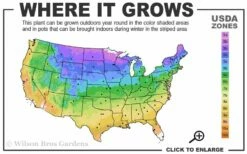 Ruby Spice Summersweet (Clethra) - 3 Gallon Pot -Garden Supplies Sales 2024 3b 9b