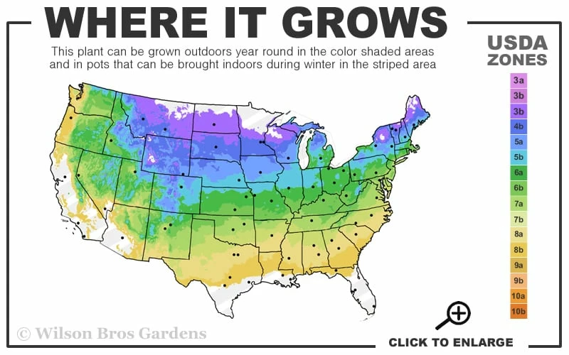 Shadblow Serviceberry Tree (Amelanchier canadensis) - 1 Gallon Pot Shadblow Serviceberry Tree (Amelanchier Canadensis) - 1 Gallon Pot -Garden Supplies Sales 2024 4A 8B 11