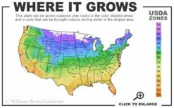 Pink Drift Groundcover Rose - 2 Gallon Pot -Garden Supplies Sales 2024 4a 11 5