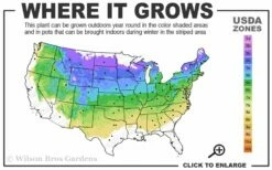 Bloomerang Purple Lilac - 2 Gallon Pot -Garden Supplies Sales 2024 4a 8a 2