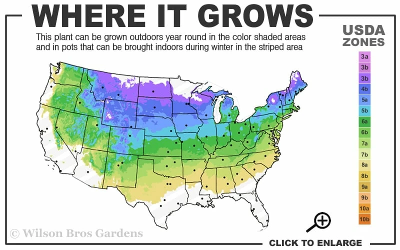 Northern Highbush Blueberry (Vaccinum corymbosum) - 1 Gallon Pot Northern Highbush Blueberry (Vaccinum Corymbosum) - 1 Gallon Pot -Garden Supplies Sales 2024 4a 8a 4