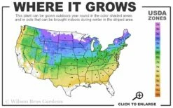 Blue Star Juniper - 1 Gallon Pot -Garden Supplies Sales 2024 4a 8b 29