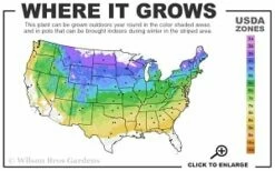 Washington Hawthorn (Crataegus Phaenopyrum) - 3 Pack Of 1.5 Quart Pots -Garden Supplies Sales 2024 4a 8b thumbnail 2