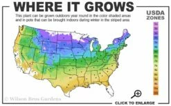 Black Locust Tree - 3 Gallon Pot -Garden Supplies Sales 2024 4a 9a 1