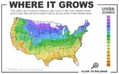 American Hazelnut (Filbert) - 1 Gallon Pot -Garden Supplies Sales 2024 4a 9b 61