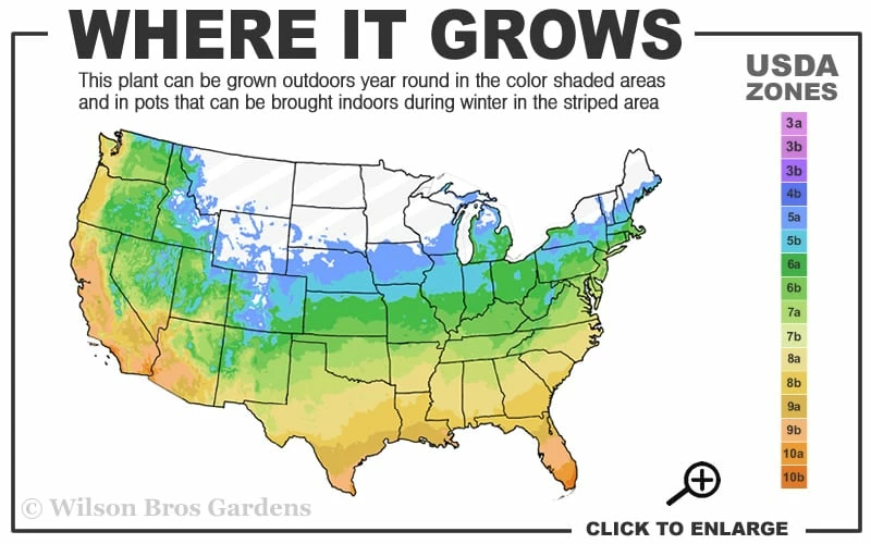 Tall Mondo Grass - 3 Pack of Pint Pots Tall Mondo Grass - 3 Pack Of Pint Pots -Garden Supplies Sales 2024 5a 10b 21