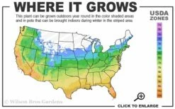 Chicago Cold Hardy Fig Tree - 6 Pack Of 1 Gallon Pots 4 Chicago Cold Hardy Fig Tree - 6 Pack Of 1 Gallon Pots -Garden Supplies Sales 2024 5a 10b 43