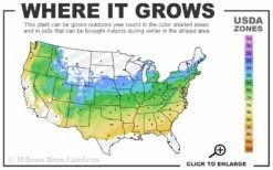 Legacy Highbush Blueberry - 1 Gallon Pot 4 Legacy Highbush Blueberry - 1 Gallon Pot -Garden Supplies Sales 2024 5a 8b 15