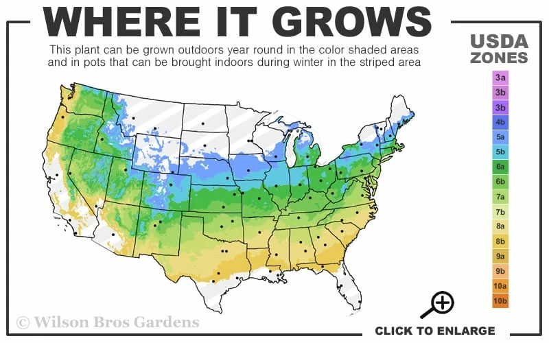 Legacy Highbush Blueberry - 1 Gallon Pot Legacy Highbush Blueberry - 1 Gallon Pot -Garden Supplies Sales 2024 5a 8b 15