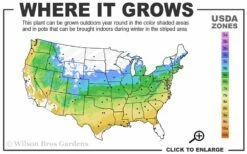 Corinthian Flowering Peach Tree - 2 Gallon Pot (3-4') -Garden Supplies Sales 2024 5a 9a 4