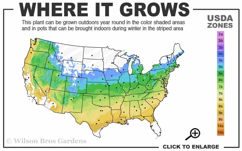 Eternal Fragrance Pink Summer Daphne - Daphne x transatlantica 'BLAFRA' - 3 Gallon Pot Eternal Fragrance Pink Summer Daphne - Daphne X Transatlantica 'BLAFRA' - 3 Gallon Pot -Garden Supplies Sales 2024 5a 9a 5