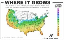 Creeping Lilyturf - Liriope Spicata - 10 Pack Of Pint Pots -Garden Supplies Sales 2024 5b 11 14