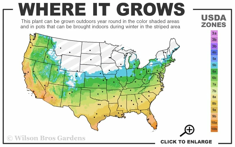 Sweetbay Magnolia - 7 Gallon Pot (4-5') Sweetbay Magnolia - 7 Gallon Pot (4-5') -Garden Supplies Sales 2024 5b 11 5
