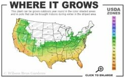 Austin Pomegranate - 3 Gallon Pot -Garden Supplies Sales 2024 6A 11 16