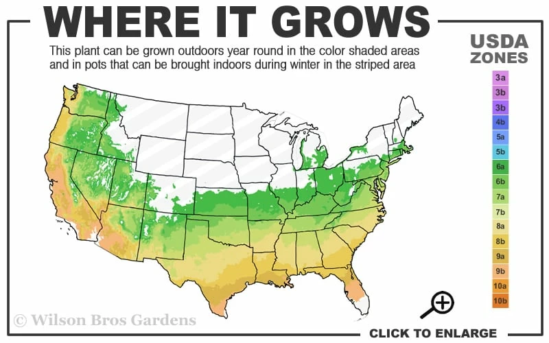 Autumn Amethyst Encore Azalea - 3 Gallon Pot Autumn Amethyst Encore Azalea - 3 Gallon Pot -Garden Supplies Sales 2024 6A 9B 24