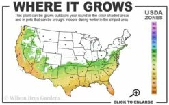 Russian 26 Cold Hardy Pomegranate - 1 Gallon Pot -Garden Supplies Sales 2024 6B 11 1