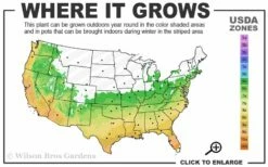 Double Feature Red Crape Myrtle - 3 Gallon Pot -Garden Supplies Sales 2024 6a 10a 1