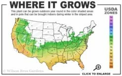 Sasaba Bamboo Leaf Tea Olive - 1 Gallon Pot -Garden Supplies Sales 2024 6a 10a