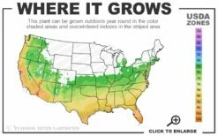 Alta Southern Magnolia - 7 Gallon Pot (3-4') -Garden Supplies Sales 2024 6a 10b 2