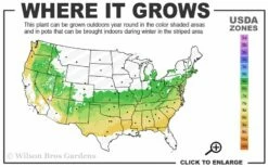 American Snowbell Tree (Styrax Americanus) - 1 Gallon Pot -Garden Supplies Sales 2024 6a 8b 1