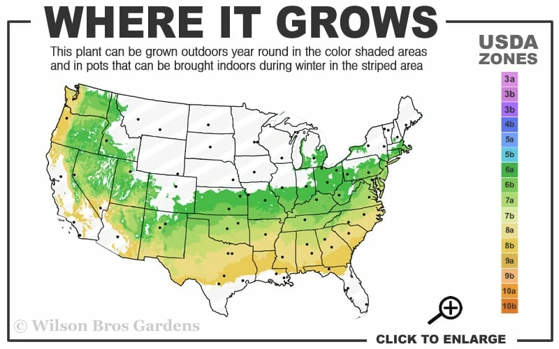 Schip Laurel (Prunus laurocersasus 'Schipkaensis') - 1 Gallon Pot Schip Laurel (Prunus Laurocersasus 'Schipkaensis') - 1 Gallon Pot -Garden Supplies Sales 2024 6a 8b 7