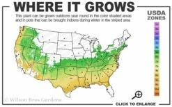 Titan Blueberry - 6 Pack Of 1 Gallon Pots -Garden Supplies Sales 2024 6a 9a 4