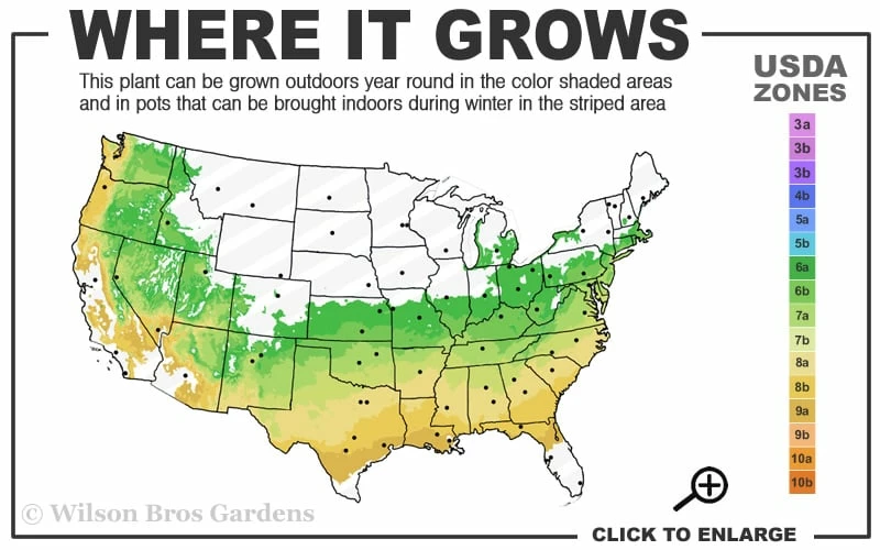 Summer Ice Daphne - 1 Gallon Pot Summer Ice Daphne - 1 Gallon Pot -Garden Supplies Sales 2024 6a 9a