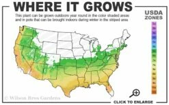 Natchez White Crape Myrtle - 3 Gallon Pot -Garden Supplies Sales 2024 6a 9b 156