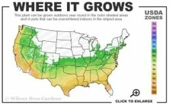 Enduring Summer 'White' Crape Myrtle - 3 Gallon Pot -Garden Supplies Sales 2024 6a 9b thumbnail 2
