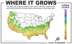 Spring Awakening Fragrant Camellia Hybrid - 3 Gallon Pot -Garden Supplies Sales 2024 6b 10a