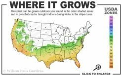 My Fair Myrtle Crape Myrtle (Lagerstroemia) - 3 Gallon Pot -Garden Supplies Sales 2024 6b 10b 1