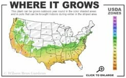 Purple Cow Crape Myrtle - 2 Gallon Pot -Garden Supplies Sales 2024 6b 9b 42