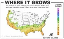 Early Bird Lavender Crape Myrtle - 3 Gallon Pot -Garden Supplies Sales 2024 7a 10a 11