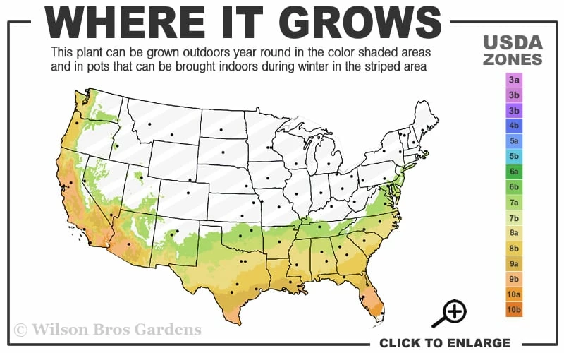 Winter Gold Edgeworthia chrysantha (Paper Bush) - 1 Gallon Pot Winter Gold Edgeworthia Chrysantha (Paper Bush) - 1 Gallon Pot -Garden Supplies Sales 2024 7a 10a 9