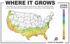 Delta Fusion Crape Myrtle - 2 Gallon Pot -Garden Supplies Sales 2024 7a 10b 44