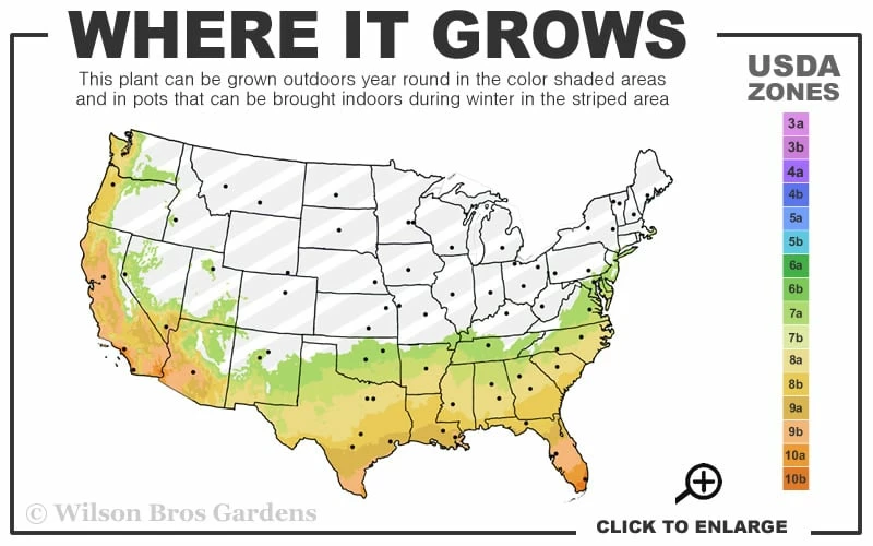 Emerald Flame Podocarpus macrophyllus (Japanese Yew) - 3 Gallon Pot Emerald Flame Podocarpus Macrophyllus (Japanese Yew) - 3 Gallon Pot -Garden Supplies Sales 2024 7a 10b