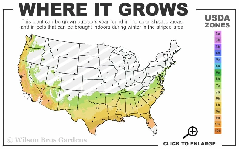 Spirit Viburnum - 3 Gallon Pot Spirit Viburnum - 3 Gallon Pot -Garden Supplies Sales 2024 7a 9b 34
